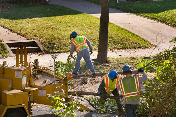 Commerce, TX Tree Removal and Landscaping Services Company